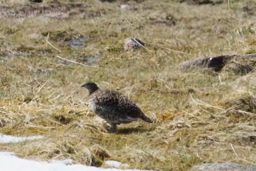 Alpenschneehuhn