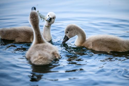 Höckerschwan (Jungvogel)