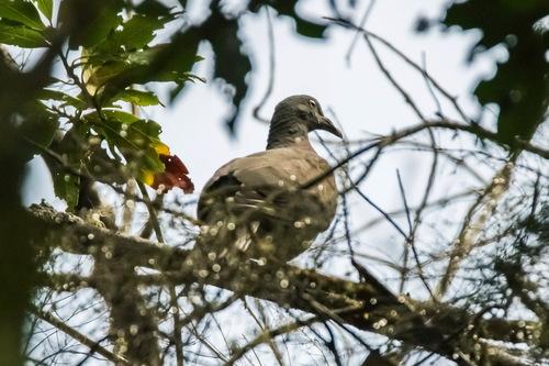 Kanarentaube (Jungvogel)