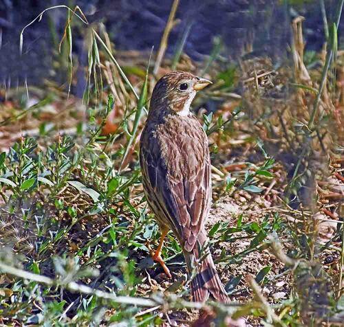 Grauammer (Jungvogel)