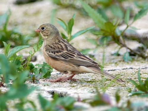 Ortolan