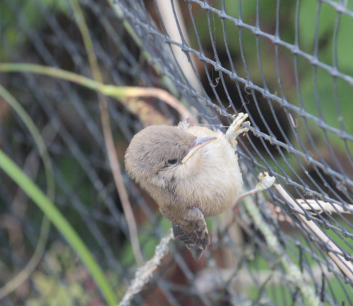 Teichrohrsänger (Jungvogel)