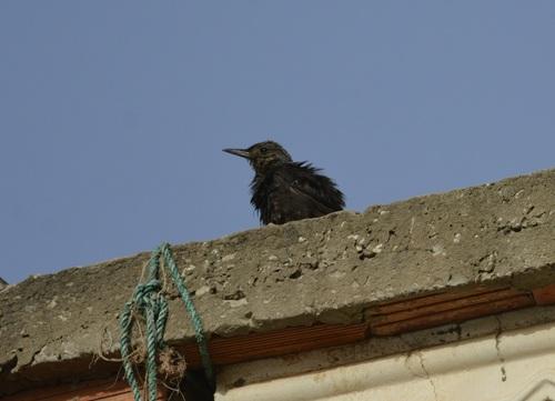 Blaumerle (Jungvogel)