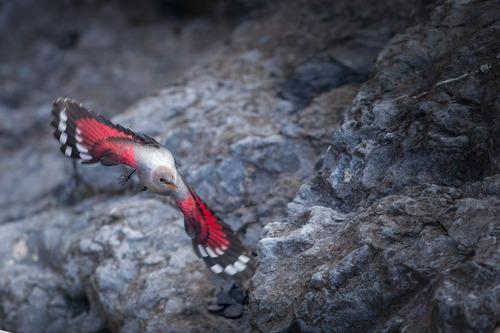Mauerläufer (Jungvogel)