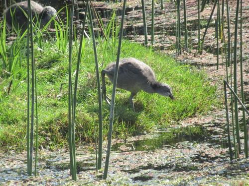 Kammbläßhuhn (Jungvogel)