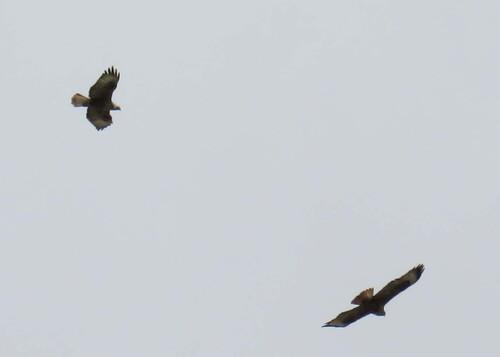 Adlerbussard