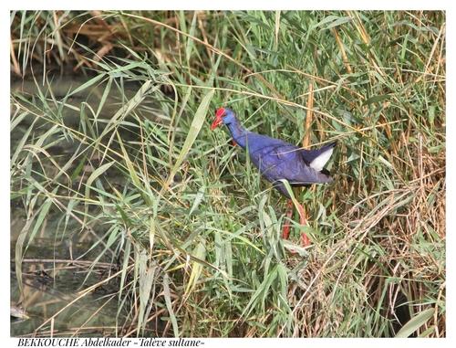 Purpurhuhn