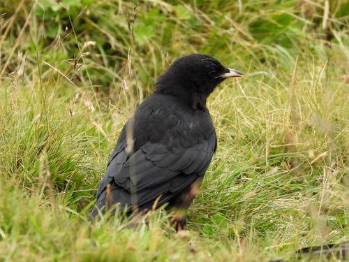 Alpendohle (Jungvogel)