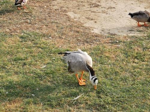 Streifengans (Jungvogel)
