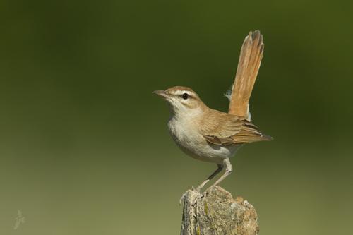 Heckensänger