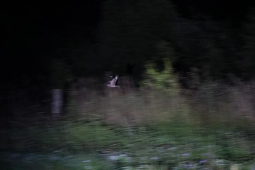 Nachtschwalbe (Männchen)