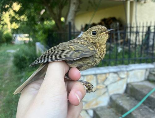 Rotkehlchen (Jungvogel)
