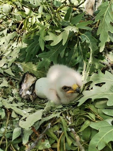 Zwergadler (Jungvogel)