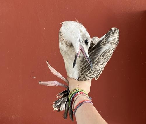 Mittelmeermöwe (Jungvogel)