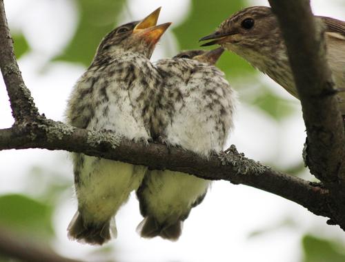Grauschnäpper (Jungvogel)