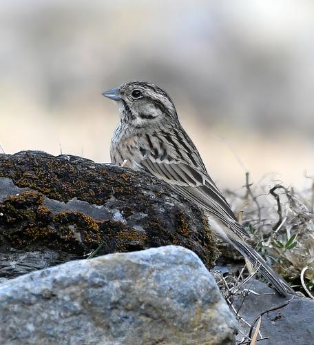 Zippammer (Jungvogel)