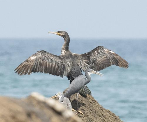 Kormoran