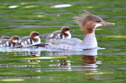 Gänsesäger (Jungvogel)