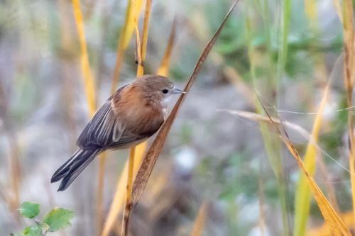 Beutelmeise (Jungvogel)