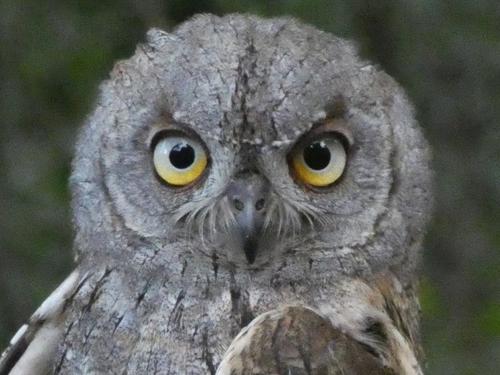 Zwergohreule (Jungvogel)