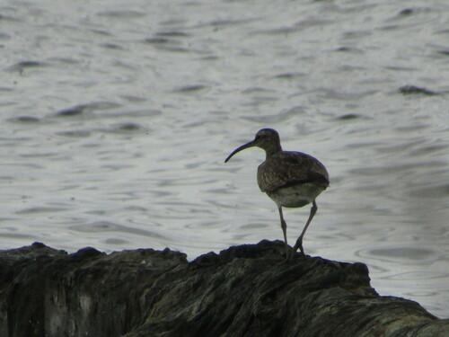 Regenbrachvogel