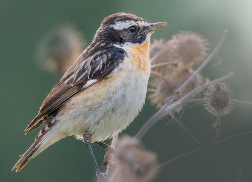Braunkehlchen
