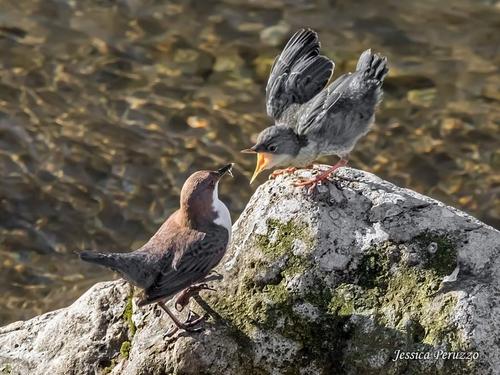 Wasseramsel (Jungvogel)