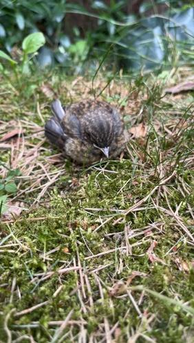 Heckenbraunelle (Jungvogel)