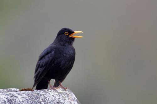 Amsel