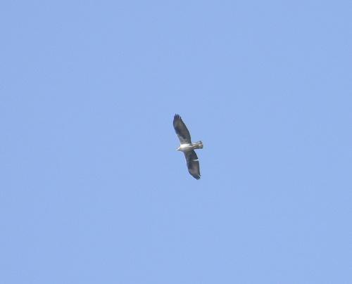Habichtsadler (Männchen)