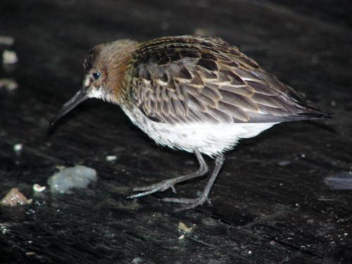 Alpenstrandläufer (Jungvogel)