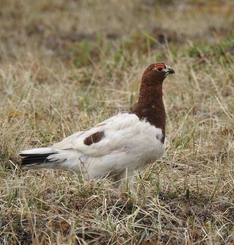 Moorschneehuhn