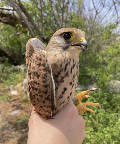 Turmfalke