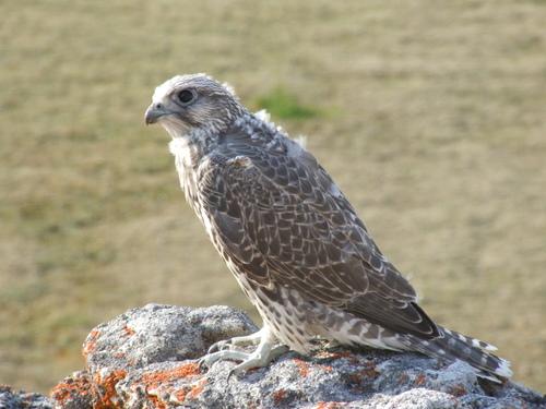 Gerfalke (Jungvogel)