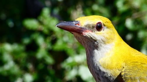 Pirol (Jungvogel)
