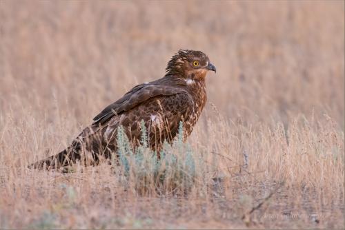 Wespenbussard