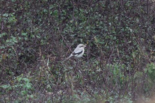 Raubwürger (Jungvogel)