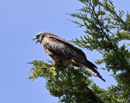 Rotmilan (Jungvogel)