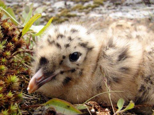 Sturmmöwe (Jungvogel)