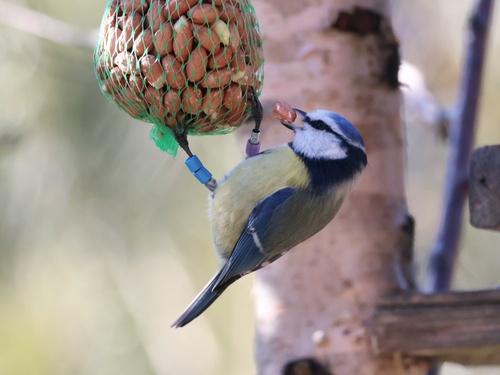 Blaumeise (Männchen)