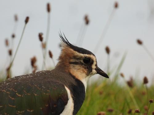 Kiebitz (Jungvogel)