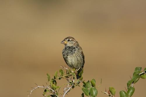Weidensperling (Jungvogel)