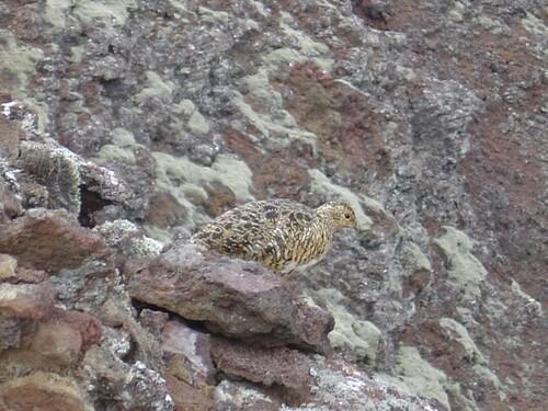 Alpenschneehuhn
