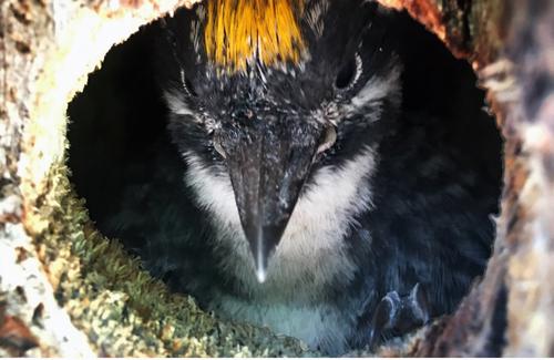 Dreizehenspecht (Jungvogel)