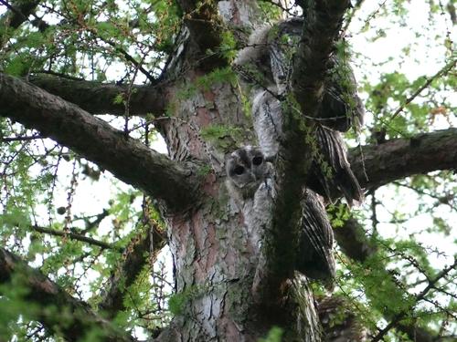 Waldkauz (Jungvogel)