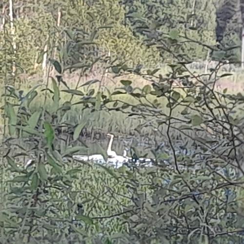 Singschwan