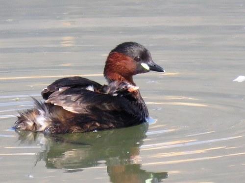 Zwergtaucher