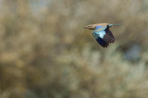 Blauracke (Jungvogel)