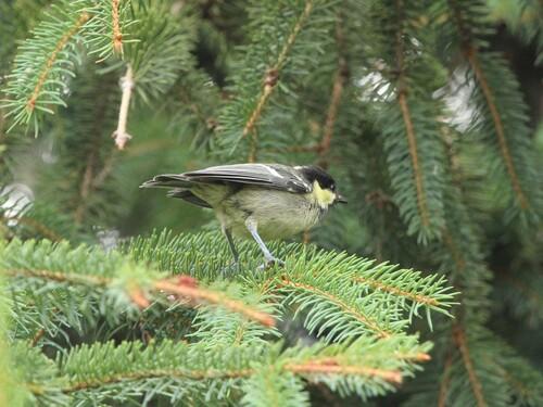 Tannenmeise (Jungvogel)
