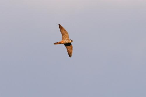 Baumfalke